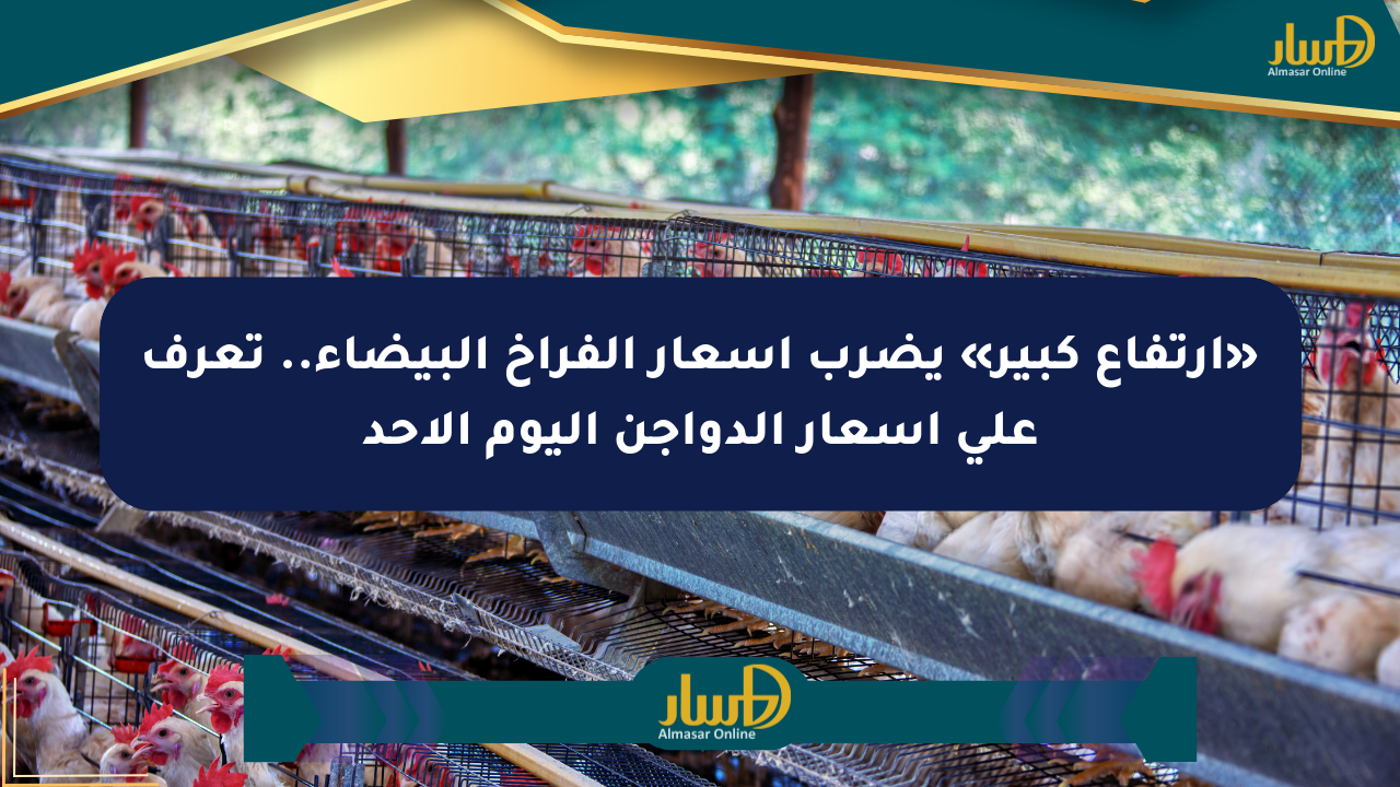 «ارتفاع كبير» يضرب أسعار الفراخ البيضاء.. تعرف على أسعار الدواجن اليوم الأحد